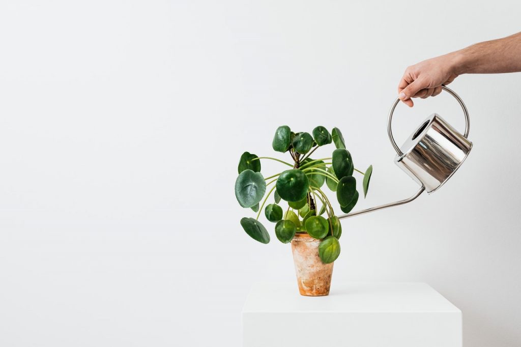 Plant Selling Business Idea